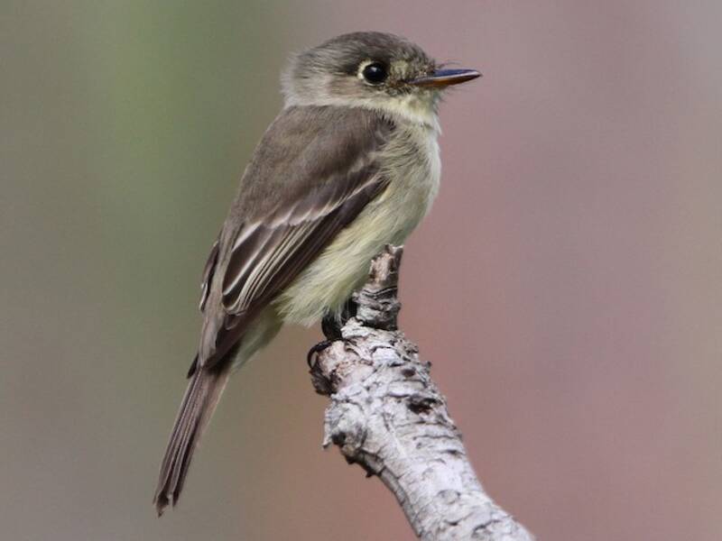 Kuba-Schnurrvogel