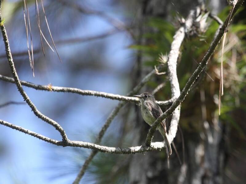 Cuban Pewee, 照片 2