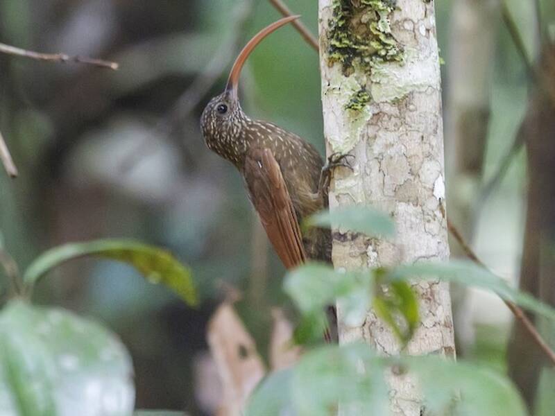 Curve-billed Scythebill (Campylorhamphus procurvoides)
