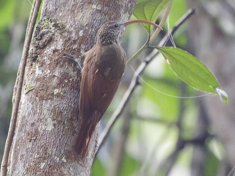 Curve-billed Scythebill, Photos 3