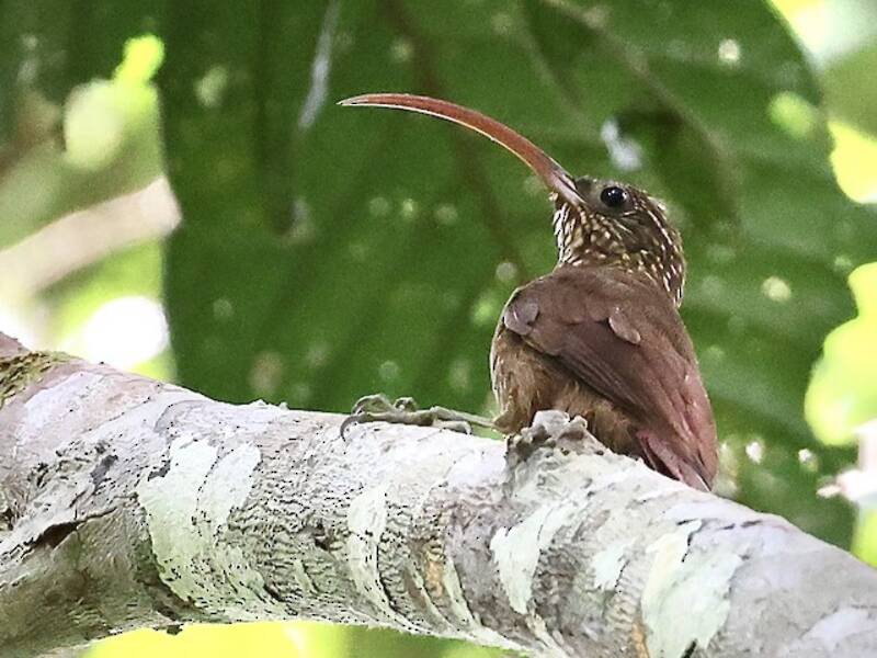 Curve-billed Scythebill, Photos 2