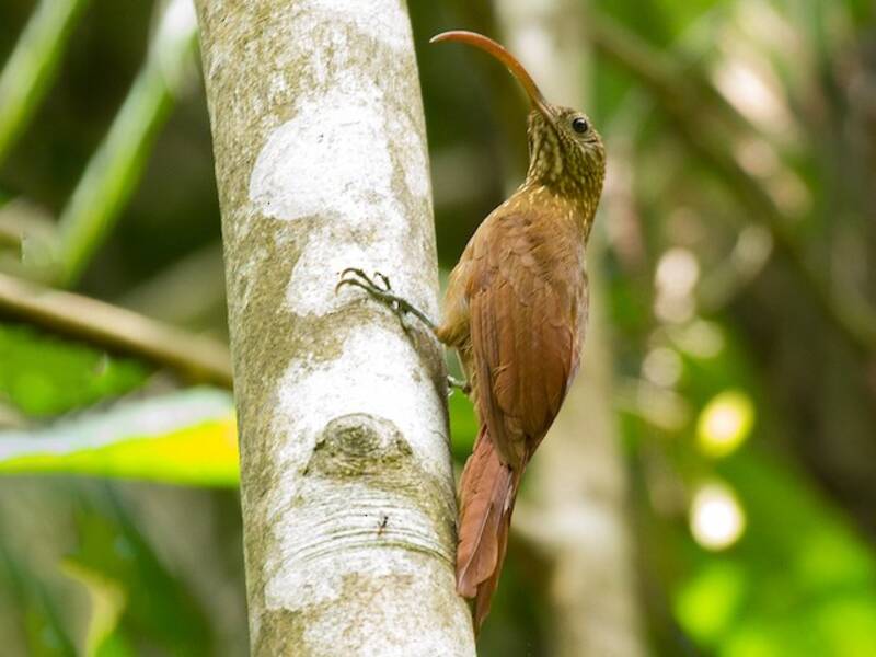 Curve-billed Scythebill, Photos 4