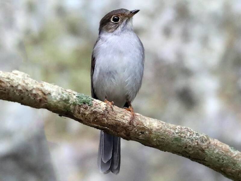 Solitario Cubano, Fotos 4