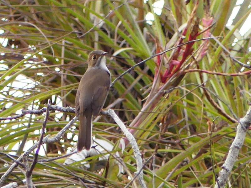 Solitario Cubano