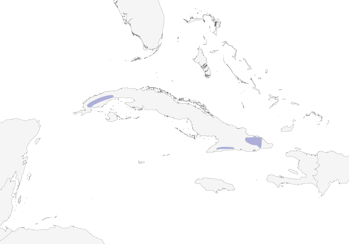 Solitario Cubano, Distribución 1