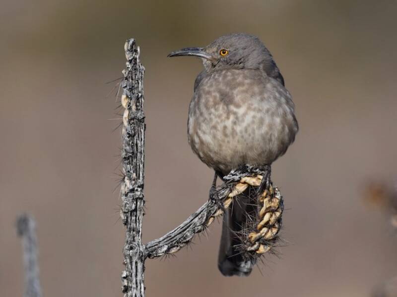 Curve-billed Thrasher, Photos 3
