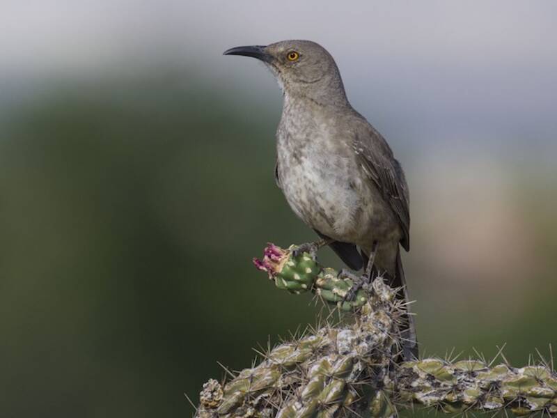 Curve-billed Thrasher, Photos 2