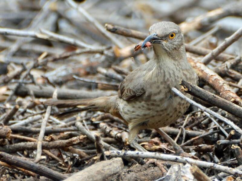 Curve-billed Thrasher, Photos 4