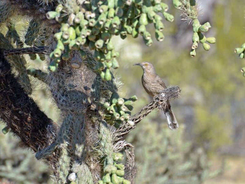 Curve-billed Thrasher (Toxostoma curvirostre)