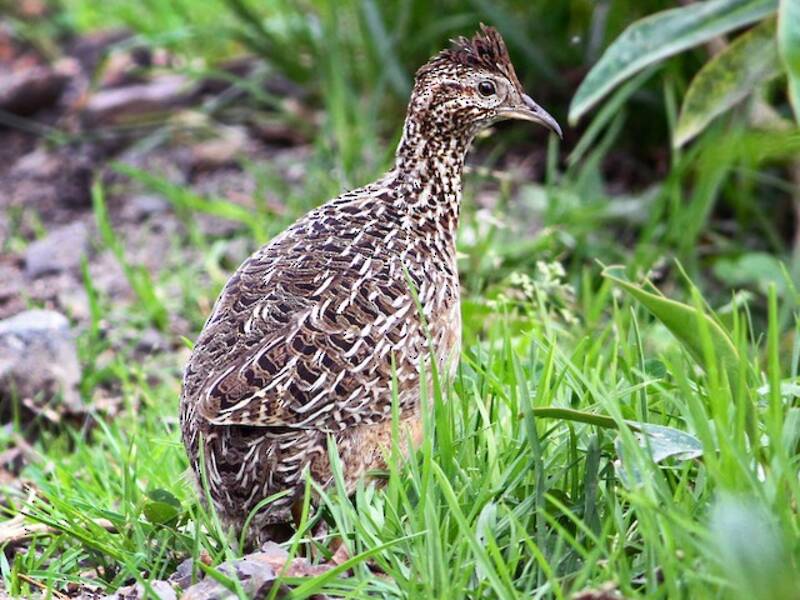 Curve-billed Tinamou, 照片 2