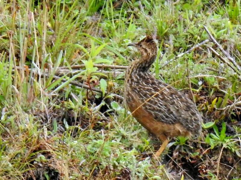 Curve-billed Tinamou, 照片 3
