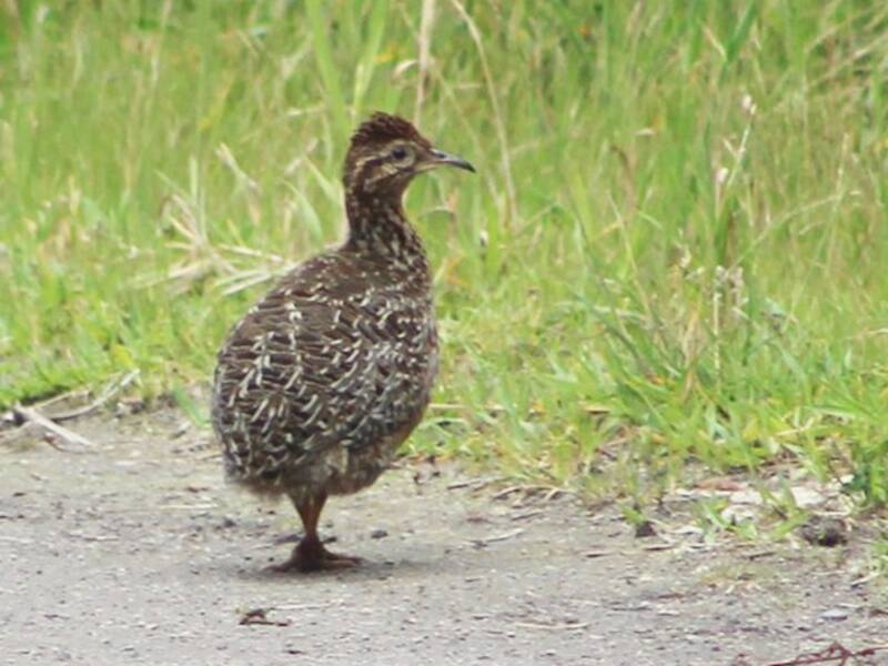 Curve-billed Tinamou