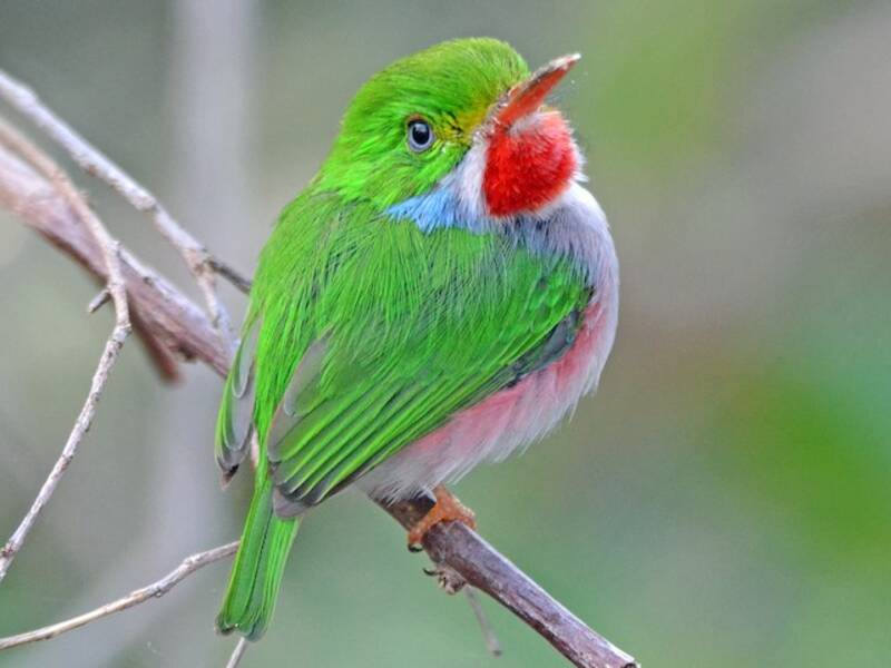 Cuban Tody, Photos 3