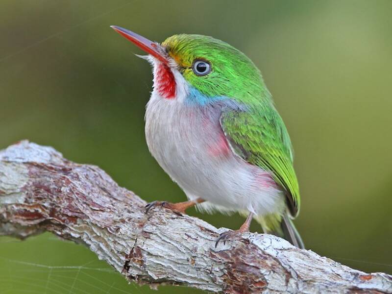 Cuban Tody, Photos 4