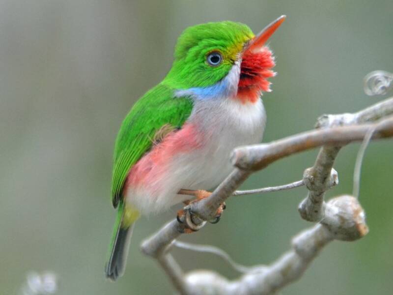 Cuban Tody, Photos 2