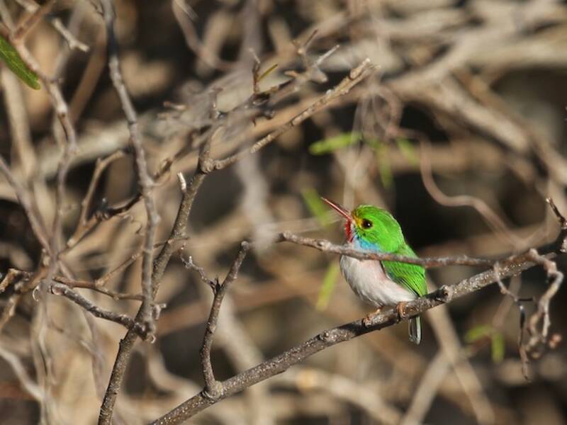 Cuban Tody