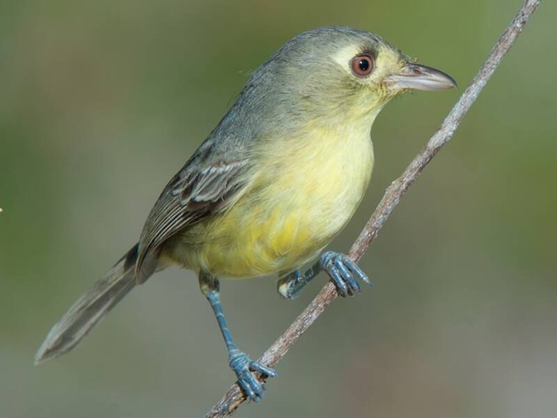 Vireo di Cuba