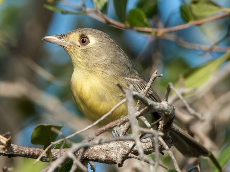 Kubavireo, Fotos 2