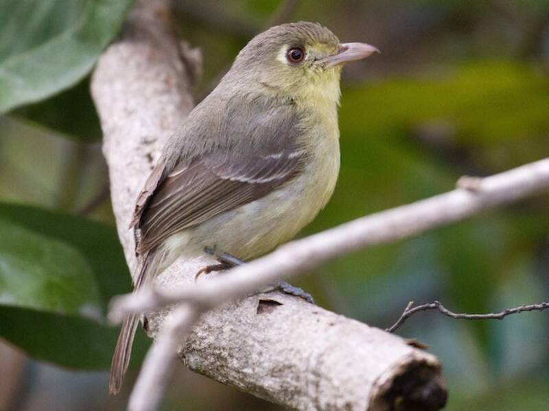 Kubavireo, Fotos 3