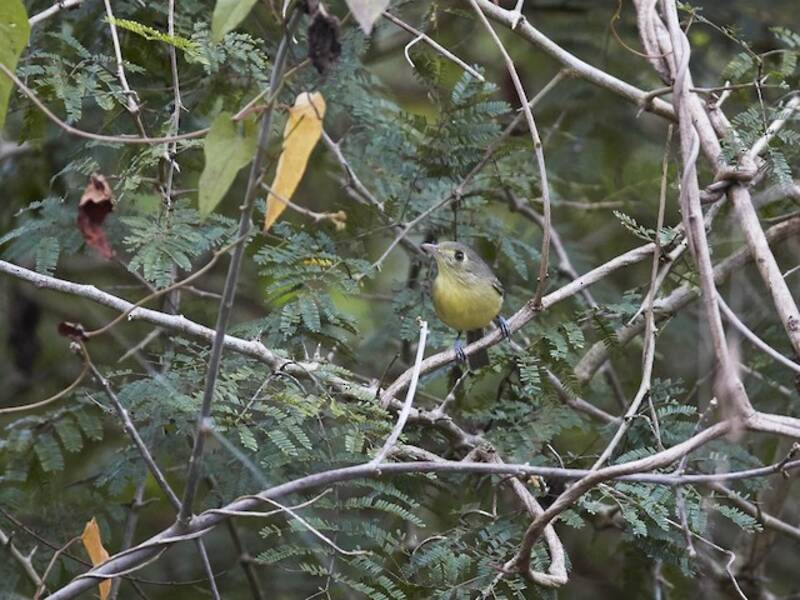 Kubavireo, Fotos 4