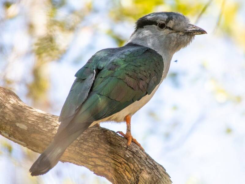 Cuckoo-roller (Leptosomus discolor)