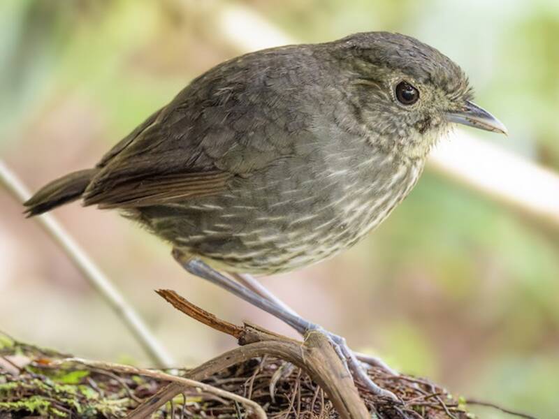 Pitta formichiera di Kaestner, Foto 3