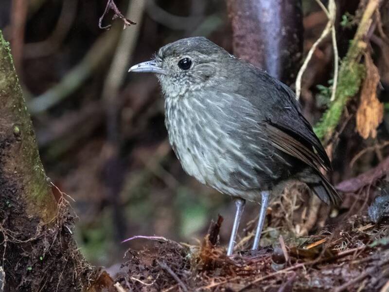Pitta formichiera di Kaestner, Foto 2