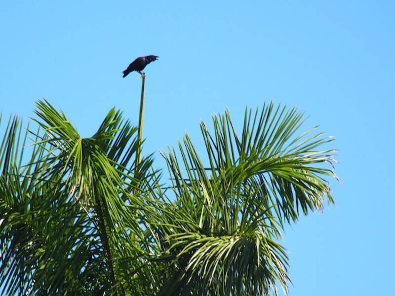 Corvo delle palme di Cuba, Foto 4