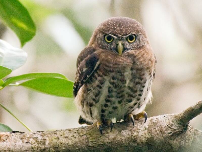 Cuban Pygmy-Owl