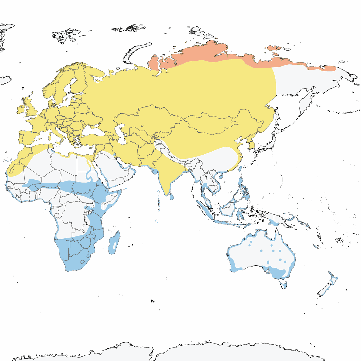 Piovanello comune, Distribuzione 1
