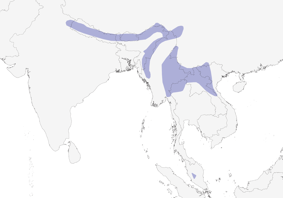 Cutia del Himalaya, Distribución 1