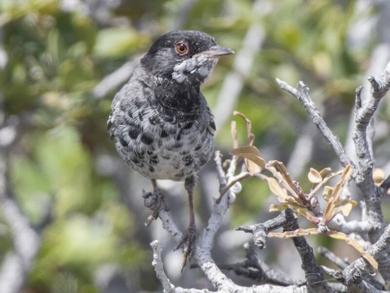 Cyprus Warbler, Photos 4