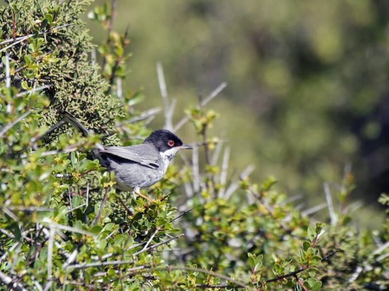 Cyprus Warbler, Photos 2