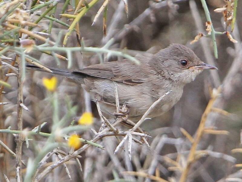 Cyprus Warbler