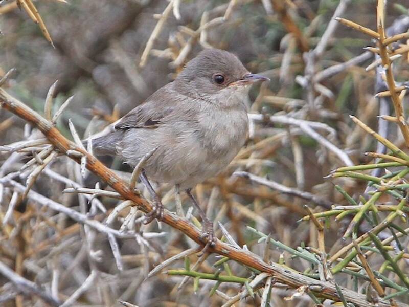 Cyprus Warbler, Photos 3