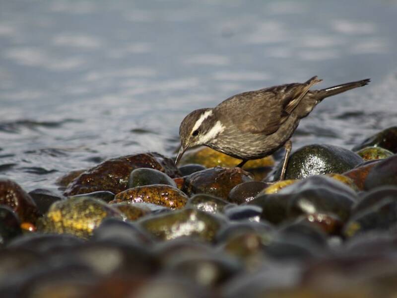 Dark-bellied Cinclodes (Cinclodes patagonicus)