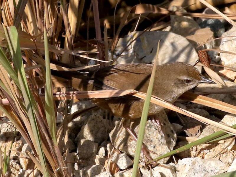 Curruca arbustiva de Dalat