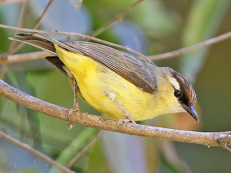 Dark-crowned Heleia