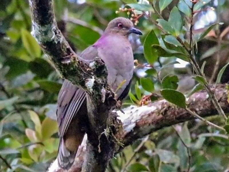 Mindanao Brown-Dove, 照片 3