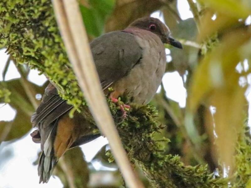 Mindanao Brown-Dove, 照片 2