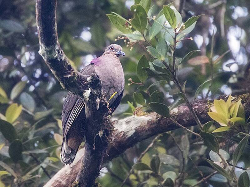 Mindanao Brown-Dove