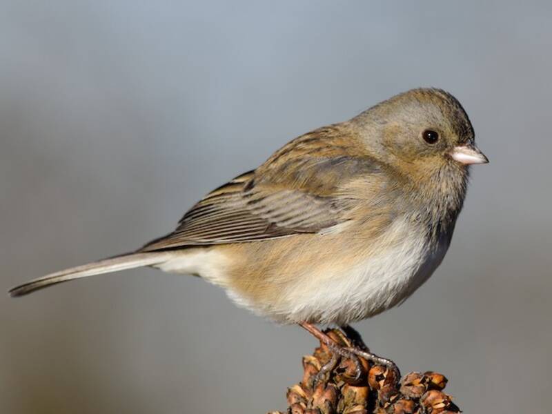 Dark-eyed Junco (Junco hyemalis)