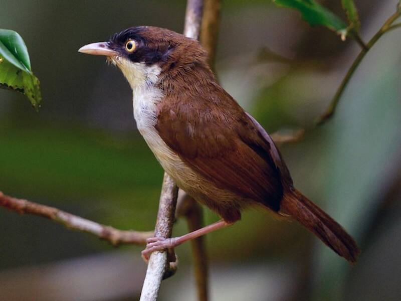 Dark-fronted Babbler