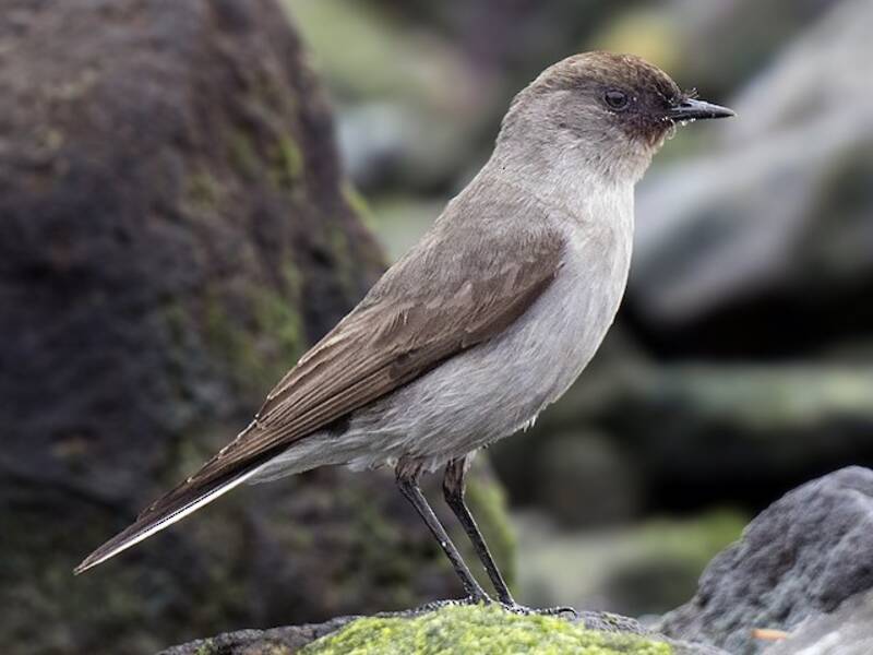 Dark-faced Ground-Tyrant, Photos 3