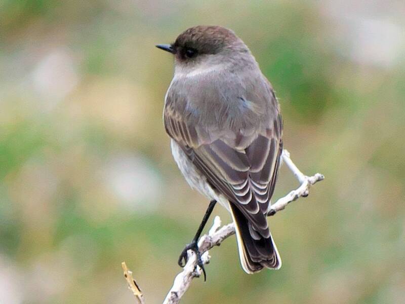 Dark-faced Ground-Tyrant, Photos 2