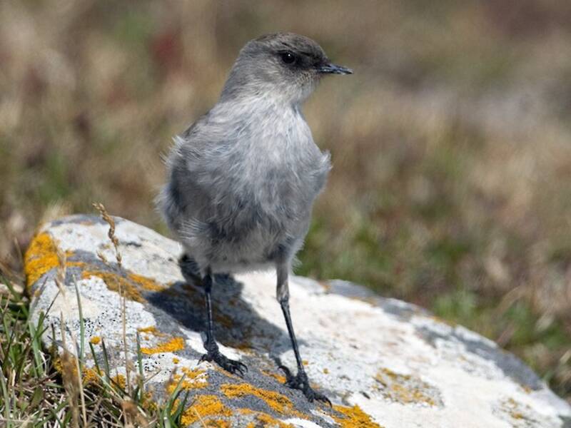Dark-faced Ground-Tyrant