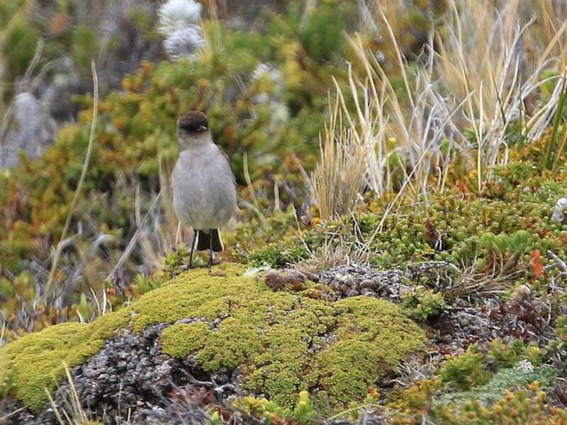 Dark-faced Ground-Tyrant, Photos 4