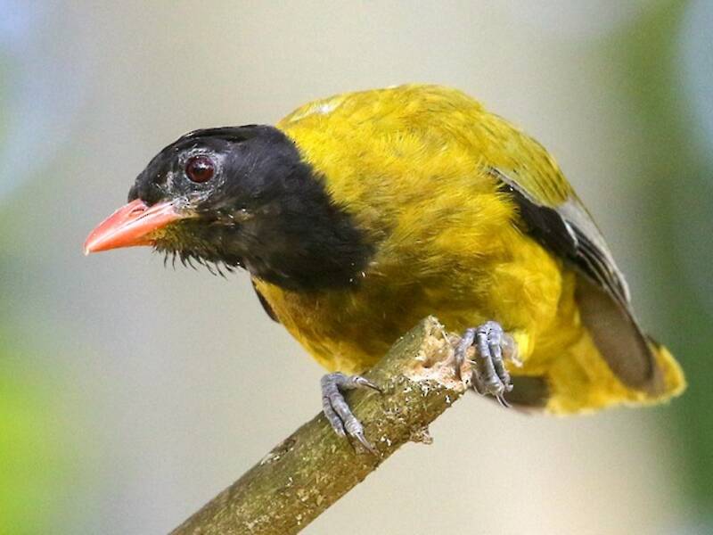 Äthiopischer Schwarzkopfpirol