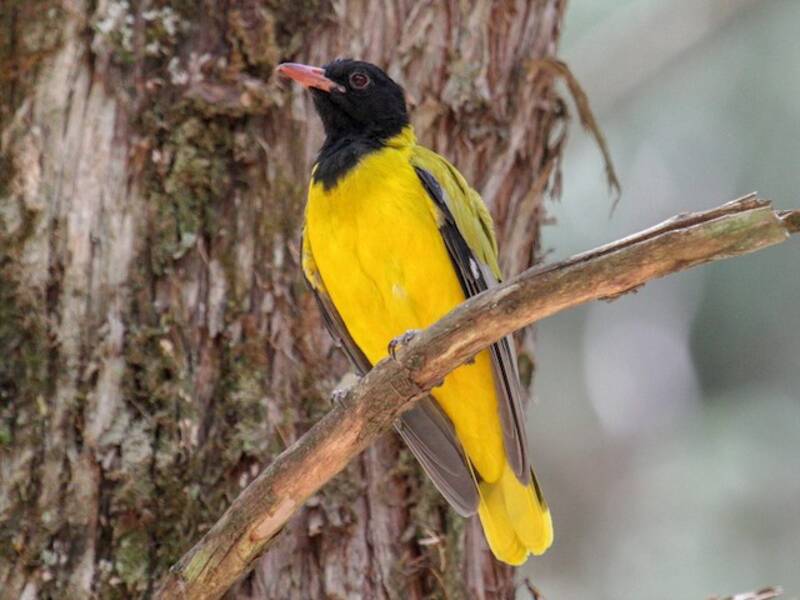 Oropéndola cabecinegra etíope, Fotos 2