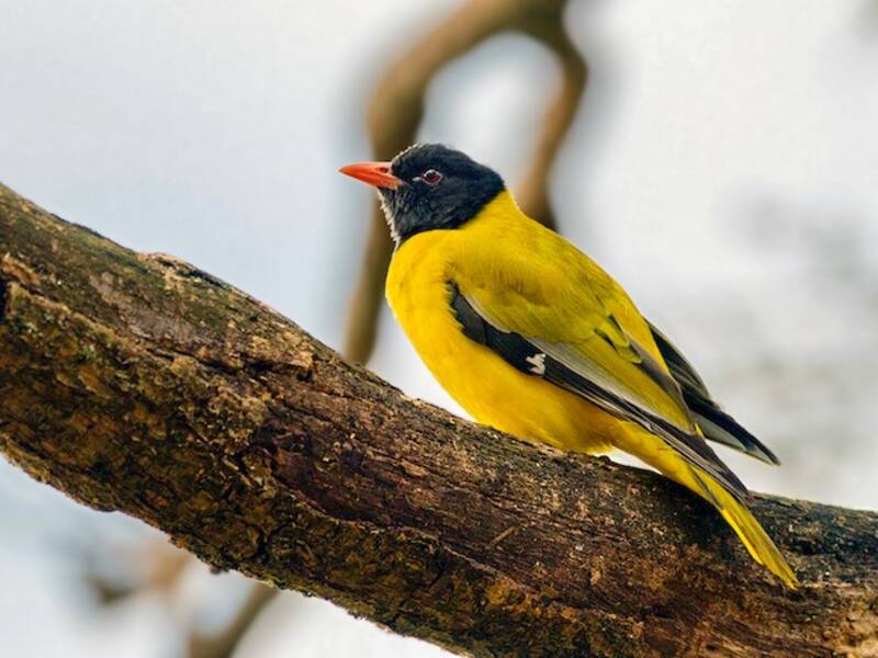 Oropéndola cabecinegra etíope, Fotos 4